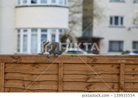Curious Squirrel Standing on Wooden Fence in City Curious Squirrel Standing on Wooden Fence in City 139935554