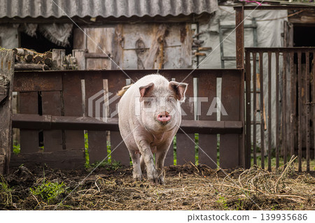 A pig is standing in a pen with hay. It is looking at the camera. A pig is standing in a pen with hay. It is looking at the camera. 139935686