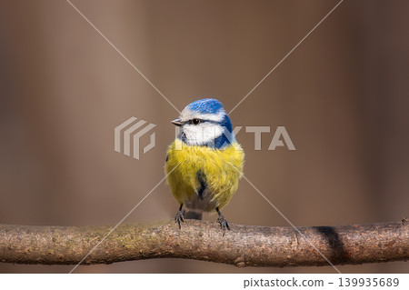 Eurasian blue tit (Cyanistes caeruleus) 139935689