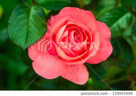 Beautiful red rose flower, closeup. Beautiful red rose flower, closeup. 139935694
