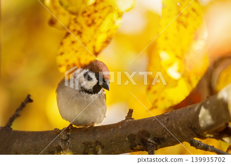 closeup of a House sparrow standing on a tree. closeup of a House sparrow standing on a tree. 139935702