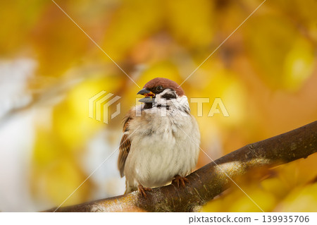 House sparrow standing on a tree. House sparrow standing on a tree. 139935706