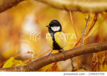 Great tit close up ( Parus major ).. Great tit close up ( Parus major ).. 139935709