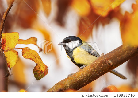 tit close up ( Parus major ).. tit close up ( Parus major ).. 139935710