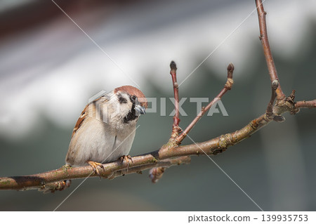 House sparrow standing on a tree. House sparrow standing on a tree. 139935753