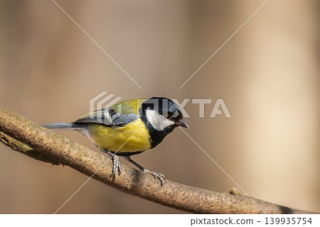 Great tit close up ( Parus major ) Great tit close up ( Parus major ) 139935754