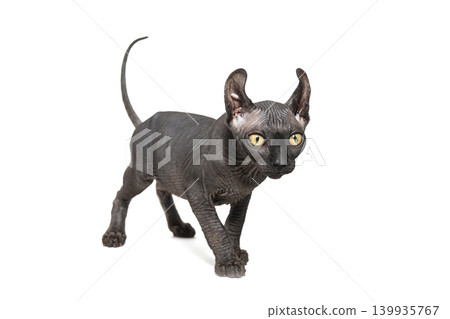 Funny sphinx cat looking up, isolated in studio 139935767