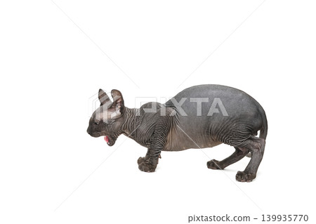 Funny sphinx cat looking up, isolated in studio 139935770