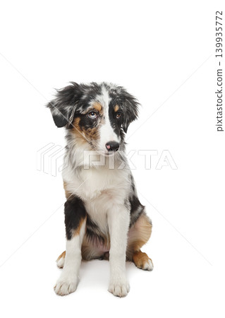 Australian shepherd dog sitting on white background Australian shepherd dog sitting on white background 139935772