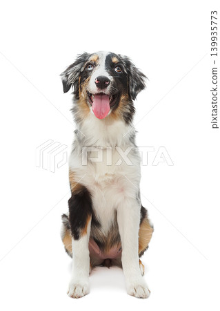 Australian shepherd dog sitting on white background 139935773