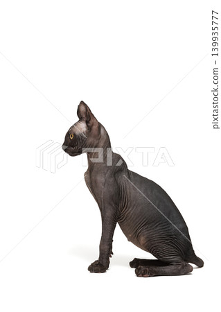 Funny sphinx cat looking up, isolated in studio 139935777