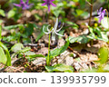One in 10,000 white dogtooth violet flowers 01 139935799