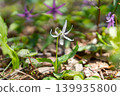 One in 10,000 white dogtooth violet flowers 02 139935800