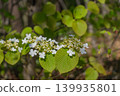 Viburnum plicatum in Aomori 01 139935801