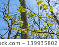 Viburnum plicatum in Aomori 02 139935802