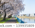 Cherry blossoms in full bloom 01 139935809