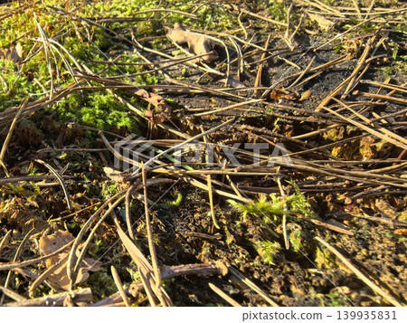 Nature's carpet of moss and pine needles in serene woodland setting Nature's carpet of moss and pine needles in serene woodland setting 139935831