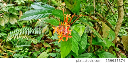 Red orange Ashoka flowers bloom in green bushes Red orange Ashoka flowers bloom in green bushes 139935874