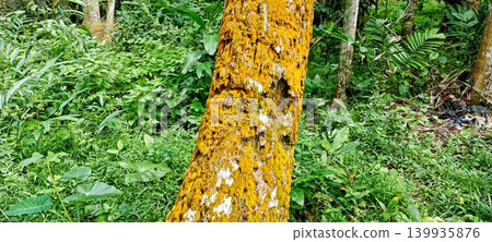 Tree trunk covered in yellow moss in a tropical forest Tree trunk covered in yellow moss in a tropical forest 139935876