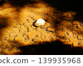 Color, River, Water, Stone, Rock (Registered May 2026) 139935968