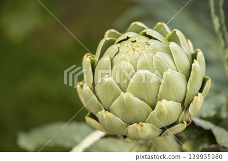 Close up shot of a raw green artichoke flower bud growing outdoors. Fresh organic agriculture product ready for harvest with blurred background 139935980