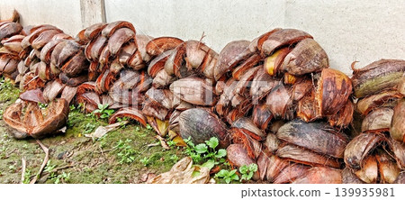 Pile of dry coconut shells on the ground Pile of dry coconut shells on the ground 139935981