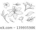Set of lily flowers and leaves buds handdraw vector set 139935986