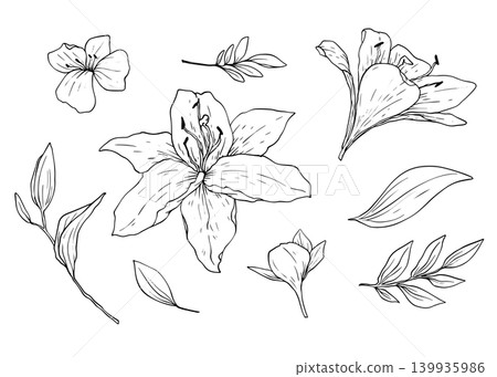 Set of lily flowers and leaves buds handdraw vector set 139935986