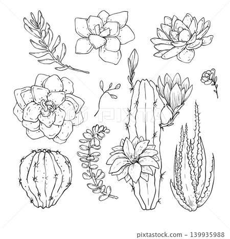 Cactus Succulents Handdraw Vector Set Cactus Succulents Handdraw Vector Set 139935988