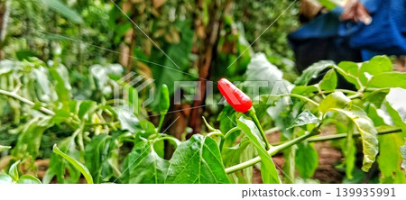 Red cayenne pepper on a tree behind the house Red cayenne pepper on a tree behind the house 139935991