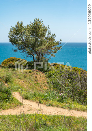 A vertical shot of a sandy hiking path leading toward a lone pine tree on a green cliffside, overlooking the turquoise Atlantic Ocean under a clear blue sky in Algarve Portugal A vertical shot of a sandy hiking path leading toward a lone pine tree on a green cliffside, overlooking the turquoise Atlantic Ocean under a clear blue sky in Algarve Portugal 139936009