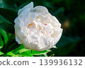 Blooming white peony flower of cultivar with dew drops in close-up. Paeonia lactiflora. 139936132
