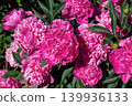 Beautiful blooming pink peonies with green leaves. 139936133