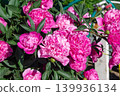 lush bush of blooming pink peony flowers, growing in a backyard garden under bright sunlight. Variety Sarah Bernhardt, Alexander Fleming, Kansas. Paeonia lactiflora. 139936134