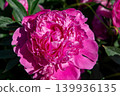 Close-up of a lush pink peony flower with detailed petals under bright sunlight. Variety Sarah Bernhardt, Alexander Fleming, Kansas. Paeonia lactiflora. 139936135