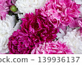 floral background texture of blooming white, pink, and burgundy peonies. Close-up bouquet. Variety Festiva Maxima, Sarah Bernhardt, Kansas, Karl Rosenfield. Paeonia lactiflora. 139936137