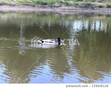 A mallard duck with an iridescent green head glides across a calm green pond, leaving ripples behind. A mallard duck with an iridescent green head glides across a calm green pond, leaving ripples behind. 139936138