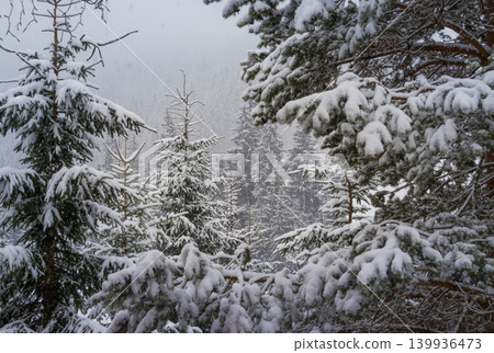Picture of snow covered Christmas Tree. Winter trees in mountains covered with fresh snow on a cloudy day Picture of snow covered Christmas Tree. Winter trees in mountains covered with fresh snow on a cloudy day 139936473