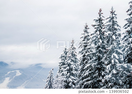 Picture of snow covered Christmas Tree and mountains.. Winter trees in mountains covered with fresh snow on a cloudy day Picture of snow covered Christmas Tree and mountains.. Winter trees in mountains covered with fresh snow on a cloudy day 139936502