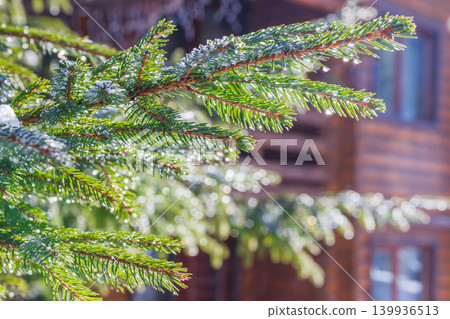 Water droplets and snow on a Christmas tree on a sunny day. Pine branches with melting snow.Thaw after a long winter 139936513