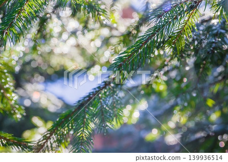 Water droplets and snow on a Christmas tree on a sunny day. Pine branches with melting snow.Thaw after a long winter 139936514