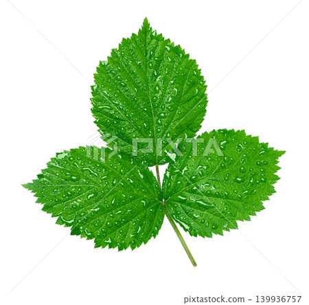 Raspberry leaf showing water drops and fresh green foliage Raspberry leaf showing water drops and fresh green foliage 139936757