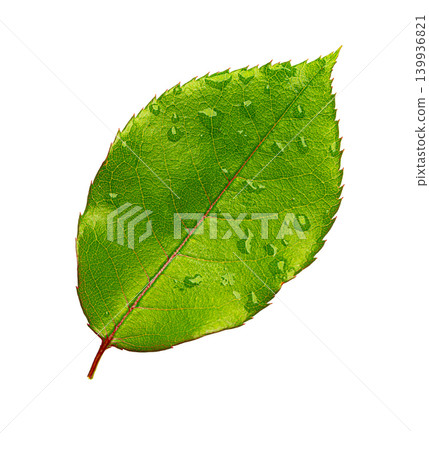 Green leaf with water drops on white background Green leaf with water drops on white background 139936821