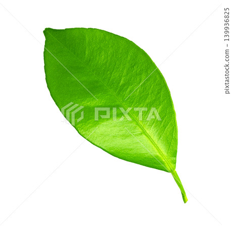 Vibrant green citrus leaf on transparent background Vibrant green citrus leaf on transparent background 139936825