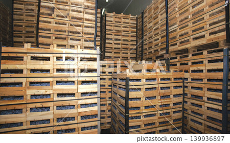 Plums stored in wooden crates in cold warehouse Plums stored in wooden crates in cold warehouse 139936897