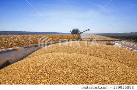 Combine harvester collecting corn kernels into a wagon Combine harvester collecting corn kernels into a wagon 139936898