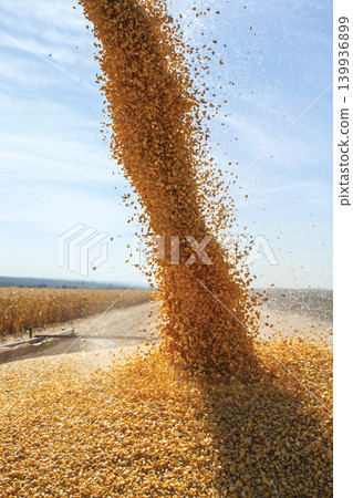 Corn kernels pouring during an agricultural harvest season 139936899