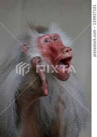 A baboon strikes a pose with one leg raised. A baboon strikes a pose with one leg raised. 139937181
