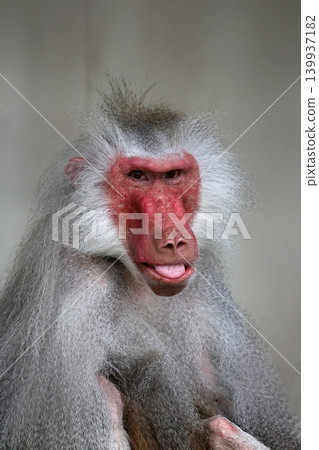 A baboon sticking its tongue out and looking at the camera. A baboon sticking its tongue out and looking at the camera. 139937182