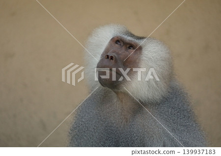 A close-up of a baboon's face looking up. A close-up of a baboon's face looking up. 139937183